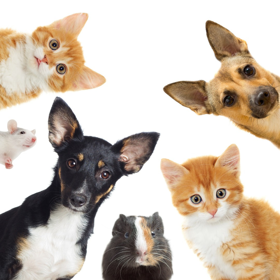 Pet Supplies