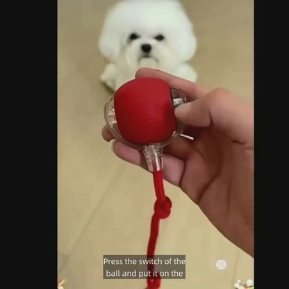 Smart Motion-Activated Dog & Cat Tailball